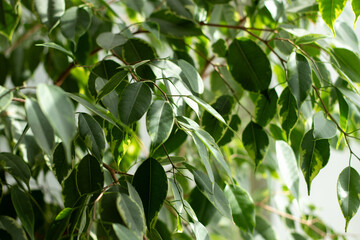 Close up of green leaves of a benjamini ficus plant growing in a pot at home