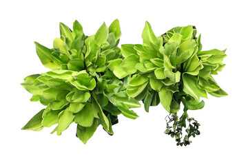 Fototapeta premium Lush green foliage, studio shot, botanical backdrop, design element