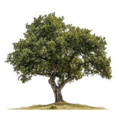 Fototapeta premium Single tree on transparent background