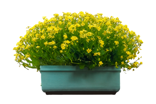 Yellow flowers in teal planter, urban setting, window box, spring