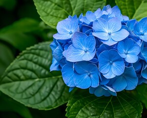 Blue hydrangea flower blooms in garden with lush green leaves, for botanical illustration