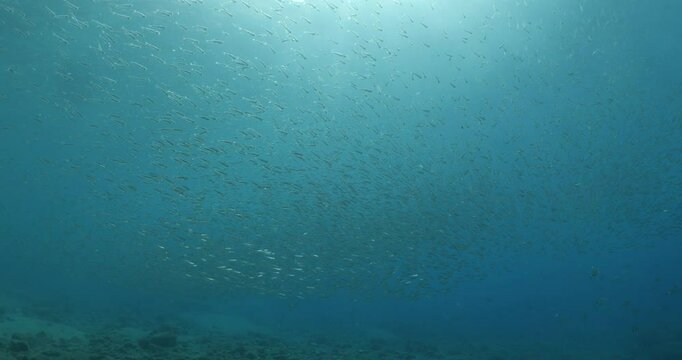 silversides atherinas sun shine and beams underwater silverside fish school Atherina boyeri mediterranean sea