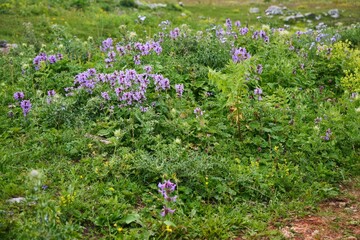Medicinal wild herbs of the Caucasus.