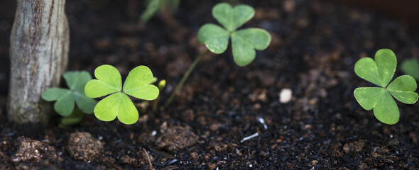 St Patrick's Day Lucky Charm Shamrock Irish abstract green bokeh background for happy st patrick's day celebration background design	