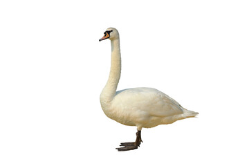 Cygnus columbianus isolated on transparent background png file