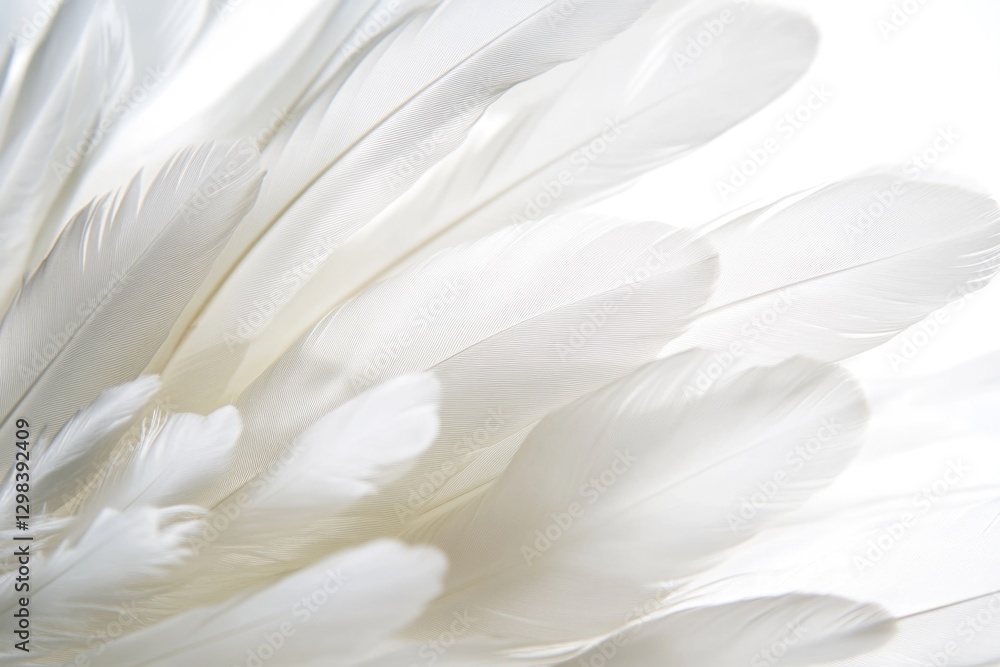 Poster a close-up shot of a white feather on a white background, great for use in designs and compositions 