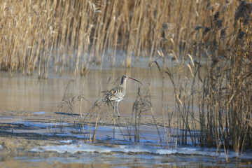 Adult Eurasian curlew or common curlew (Numenius arquata) in winter plumage, photographed close-up on the ice of an estuary and foraging on the bank of a canal
