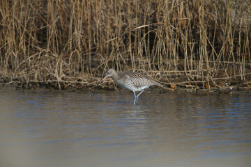 Adult Eurasian curlew or common curlew (Numenius arquata) in winter plumage, photographed close-up on the ice of an estuary and foraging on the bank of a canal