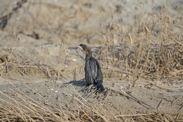 An adult pygmy cormorant (Microcarbo pygmaeus) is photographed close up standing on a sandy canal bank in soft morning light