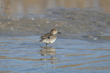 An adult female Eurasian teal (Anas crecca) photographed in soft morning light close-up standing on a sandy bank of a canal and looking into the camera