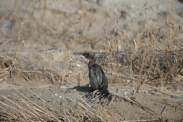 An adult pygmy cormorant (Microcarbo pygmaeus) is photographed close up standing on a sandy canal bank in soft morning light