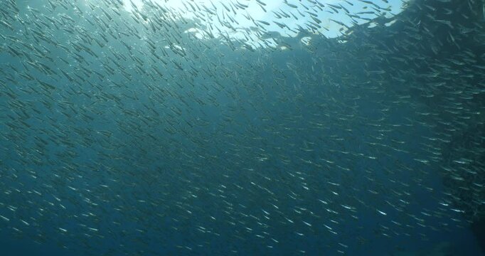 silversides   under sun shine and beams underwater silverside fish school Atherina boyeri