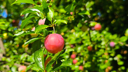 wild plum tree with ripe fruits