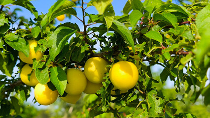 wild plum tree with ripe fruits
