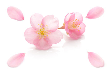 桜 花びら ピンク 春 白 背景