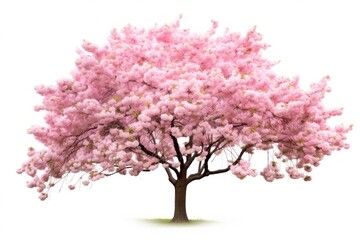 Blossom flower tree plant.
