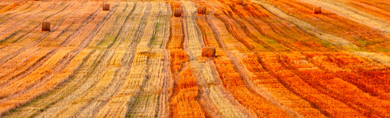 Naklejka premium A Stunningly Vibrant Sunset Casts Its Warm Glow Over Expansive Rolling Fields Filled With Golden Crops and Rustic Hay Bales, Showcasing the Breathtaking Splendor of Autumn
