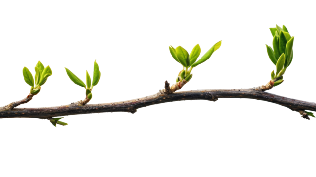 Natural green branch of a tree with tiny leaves isolated on white background cut-out, clipping path, transparent