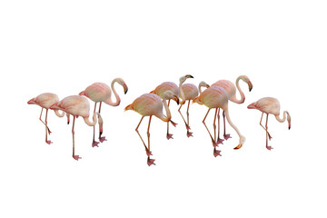 Obraz premium flamingo, bird, pink flamingo, wildlife, 