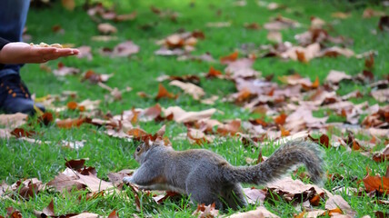 Curious squirrel approaching a human hand with nuts in an autumn park.