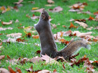 Curious squirrel standing on hind legs and looking up in an autumn park.