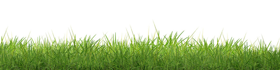 Obraz premium The green grass stands outdoors against a white background.