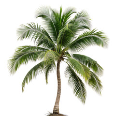 Tropical palm tree, cut out 