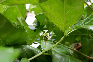 Obraz premium Noni or Morinda citrifolia white flowers blooming on bunch surrounded green leaves. Another name is Great Morinda, Tahitian Noni, Indian Mulberry, Beach Mulberry.