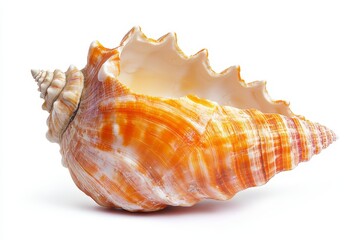 Obraz premium Orange and White Seashell on White Background - A detailed close-up of a large, orange and white seashell against a bright white background