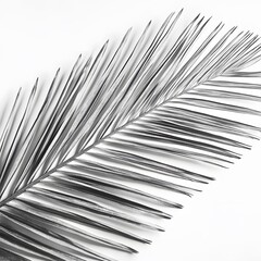 Monochrome Palm Leaf Minimalist Tropical Background