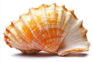 Orange Sea Shell on White Background - Close-up of a vibrant orange seashell with intricate patterns, isolated on a pure white background