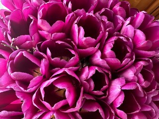 amazing purple tulips close up, natural concept, eco