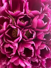 amazing purple tulips close up, natural concept, eco