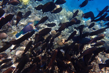 Fototapeta premium marine life in the Red Sea Egypt, hurghada