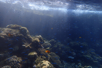 nice coral reef in the Egypt, Safaga