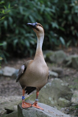anser cygnoid bird