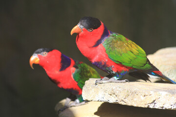 lorius lory erythrothorax bird