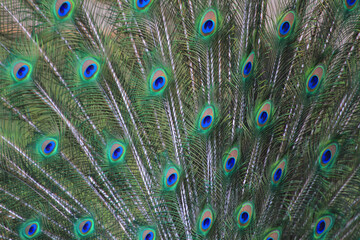 Fototapeta premium nice big peacock texture