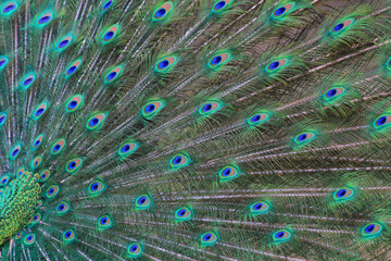 Obraz premium nice big peacock texture