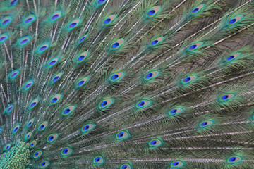 Fototapeta premium nice big peacock texture