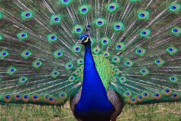 Obraz premium nice big peacock