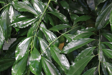 detail of cinnamon plant