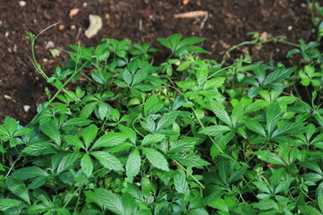 jiaogulan (gynostemma penthyllum) plant