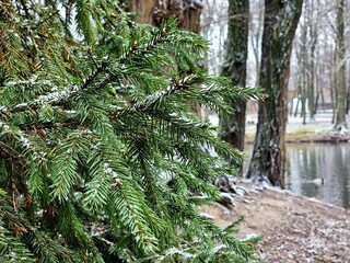 Spruce branch in winter. beautiful botanical shot, natural wallpaper,  winter. after a snowstorm, the Christmas tree continues to be covered with white snow. spruce branch in the snow.