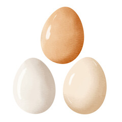 Watercolor realistic eggs. Set of white and brown chicken eggs. Hand drawn illustration.