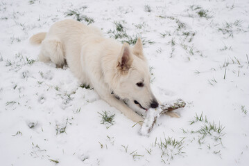 Schweizer weißer Schäfer im Winter 