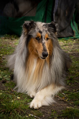 Elegant shetland sheepdog outdoor portrait