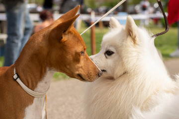 Basenji and spitz meeting close up portrait