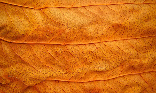 Leaf-patterned background offers room for creative additions.