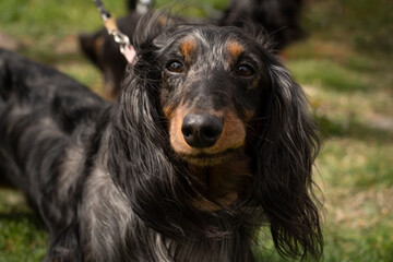 Fototapeta premium Long haired dachshund close up outdoor portrait